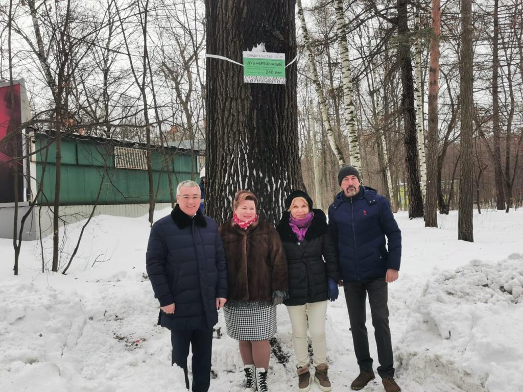 Старый дуб из парка «Сокольники» помнит екатерининскую эпоху |  Муниципальное дело